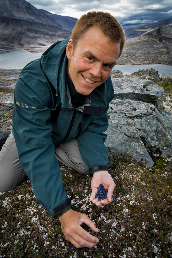 Andrew Andersen picks blue berries during Heli-Hiking Group Route Exploration Razorback Range, Torngat Mountains National Park , Northern Labrador Mountains, (Newfoundland and Labrador), Canada hike