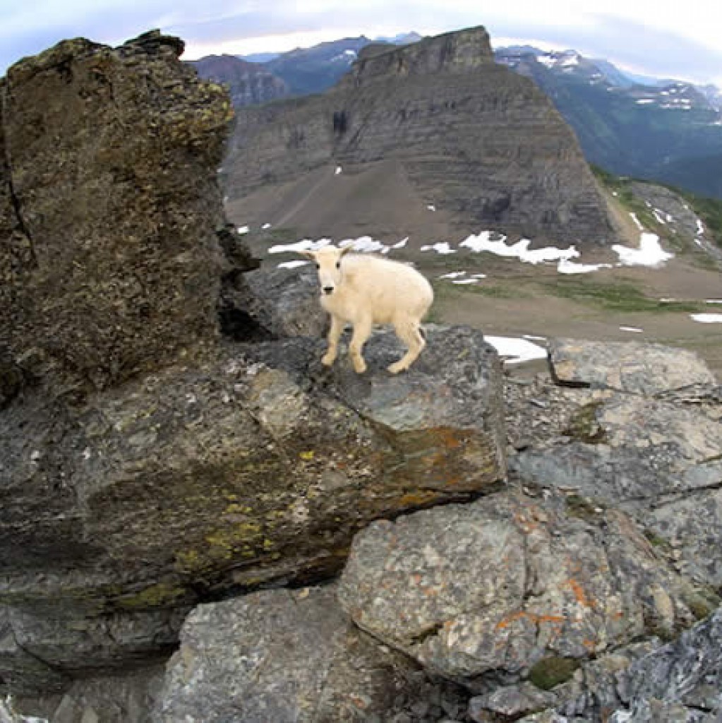 Mountain Goats © Joe Riis