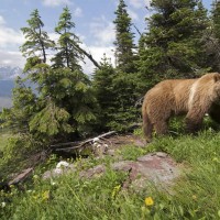 Grizzly Bear © Joe Riis