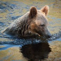 Jeff Turner, Sue, Knight Inlet, grizzly bears, salmon