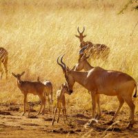 Jackson's hartebeest in Uganda's remote Kidepo Valley National Park borders on the South Sudan and Kenya, and is arguably the country’s finest wildlife preserve, with Laurie Pankratow, Naboth Ochen, park ranger, Emma Luwangula, drive/guide, David Kiggundu, chef - Buffalo Safari Camps, Uganda