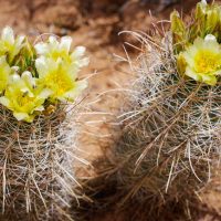 blossoms on barrel cactus provide a feast for all manner of insects