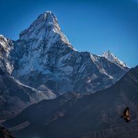 Himalayan Griffon cruises the airwaves beneath AmaDablam, Trek in Khumbu with Frank Edwards, Tony Leighton, Leslie Cameron and Tseri Sherpa.