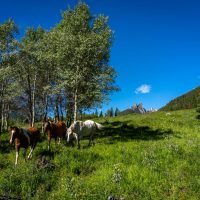 outfitter's horses encountered during hike partway to Earl Grey pass, upper Toby Creek, Purcell Nature Conservancy, with Karen Barkley, Dorje, and Baiba
