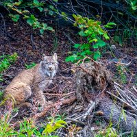 Curious young lynx by Bugaboo creek, Purcells